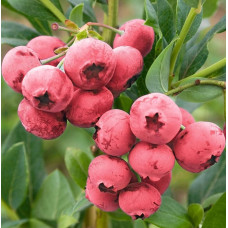 Afin roz (Vacciunium cor. Pink Blueberry)