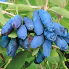 Afin siberian (Lonicera caerulia Atut)