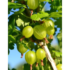 Agris verde (Ribes u.-c. Hinnonmaki Gron)