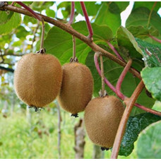 Kiwi feminin (Actinidia delicioasa Hayward)