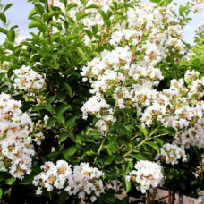 Liliac indian alb (Lagerstroemia Acoma)