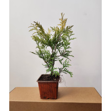 Tuia globulara aurie (Thuja occ. Golden Globe)