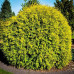 Tuia globulara aurie (Thuja occ. Golden Globe)